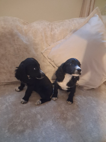 Gorgeous cocker spaniel puppies