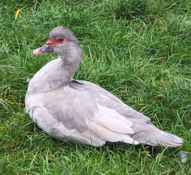Absolutely stunning and very friendly duck named Shade