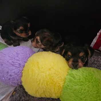 4 gorgeous  yorkie x  yorkie x chihuahua pups