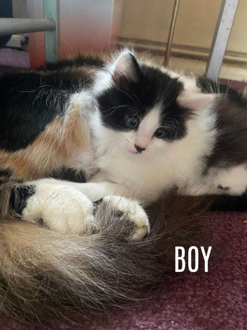 2 boy 1 girl