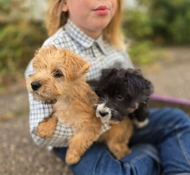 Stunning Cairn x Fox Terrier Puppies
