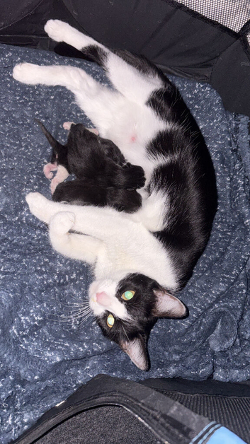 4 kittens for sale