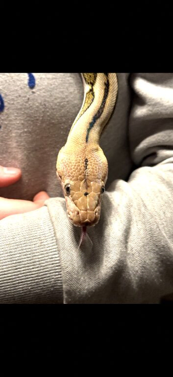 3yo Reticulated Python Female