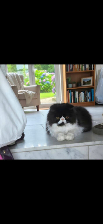 Stunning Black & White Persian Boy -