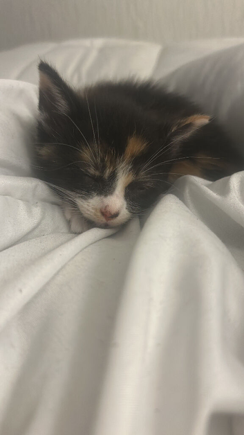 3 kittens ready for their new homes!!