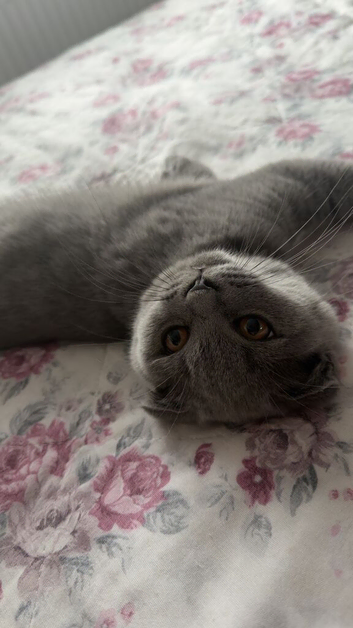 3-Month-Old Male Scottish Fold Kitten
