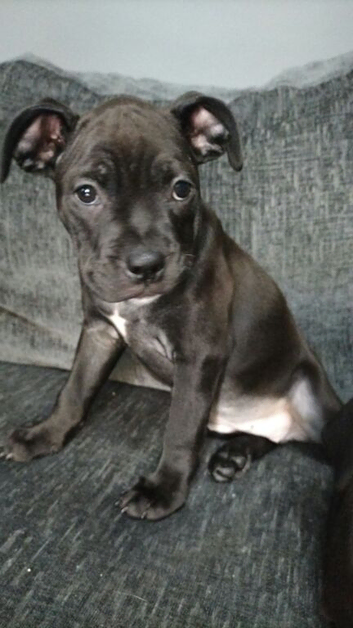 Staffy cross pups