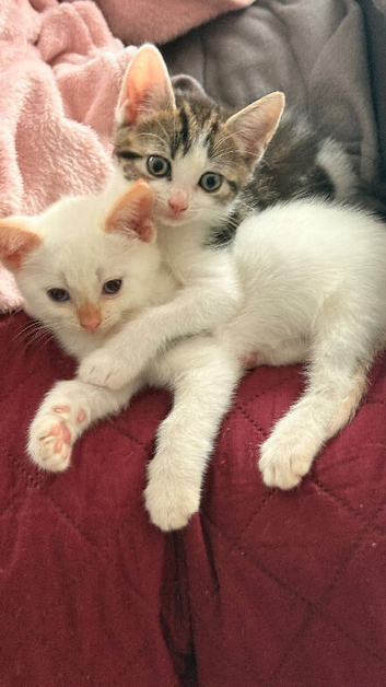 Kittens ready for pickup
