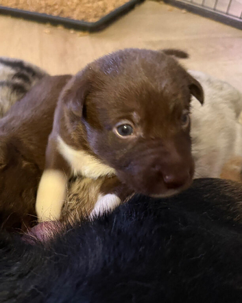 Exceptional Border Collie Litter Bred with 25yrs Exp (ENS, ESI & Triple 7)