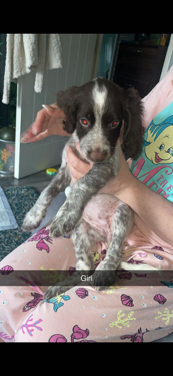 Sprocker spaniel