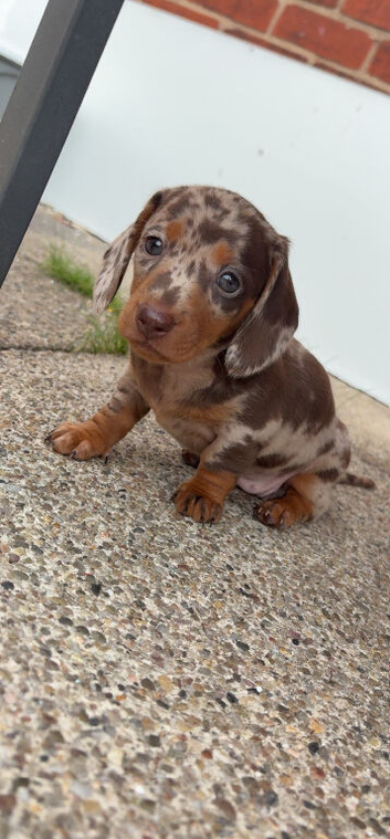 Miniature dachshund puppies