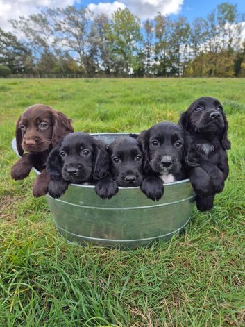 Cocker spaniel puppies