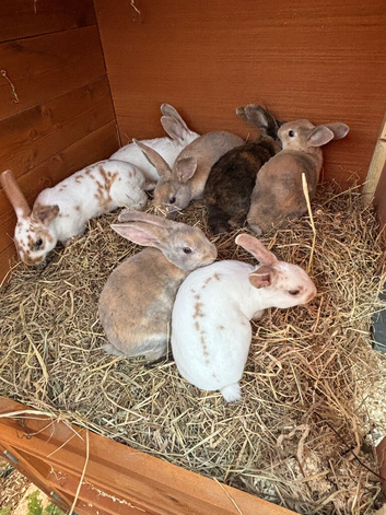 Mini Rex babies READY NOW