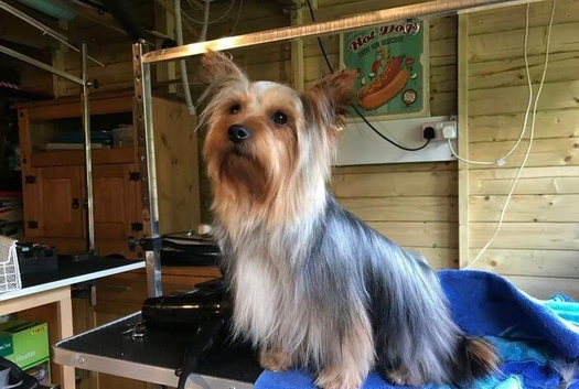 Amazing Yorkshire Terrier Available