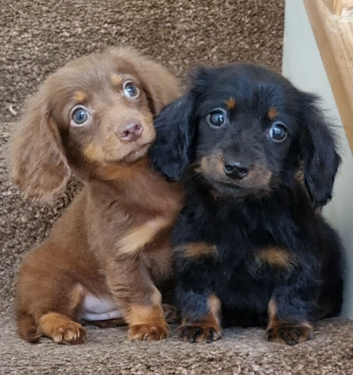 Gorgeous,Miniature Long-Haired Dachshund puppies