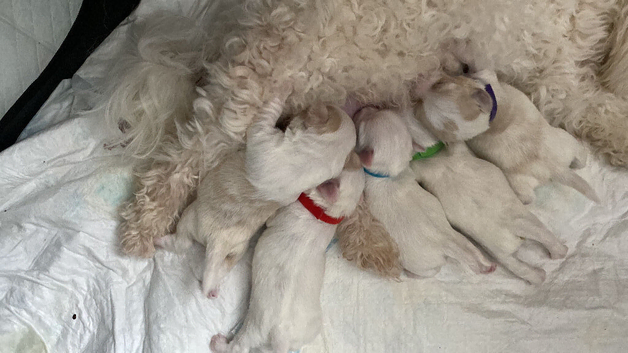 Bichon mixed with Maltese