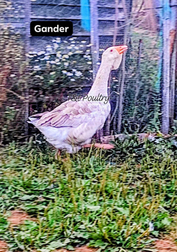 2 x Dewlap Toulouse Ganders