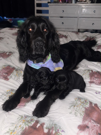 Two beautiful cocker spaniels
