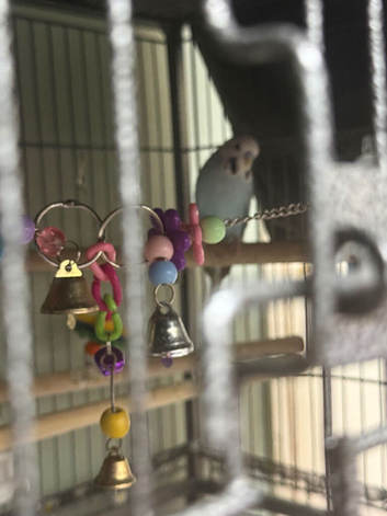 Beautiful Budgie and huge cage on wheels with all accessories