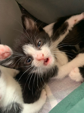 Kittens litter of 3