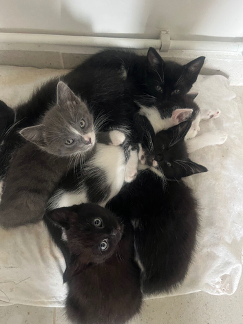 6 gorgeous kittens for sale. Born on 31/03/26.
