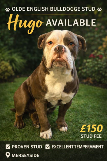 Hugo for stud