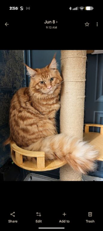 STUD cat available