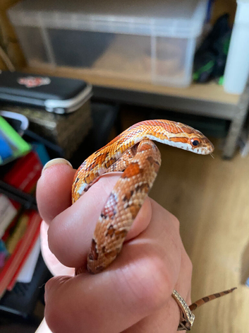 Young corn snake