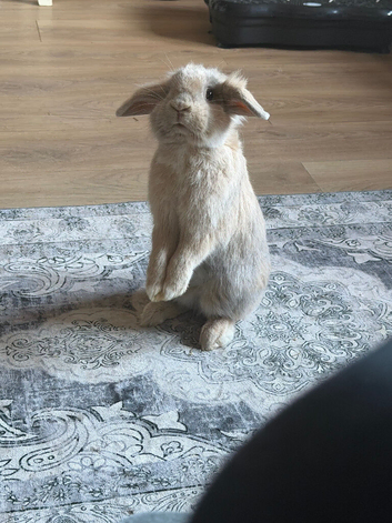 Boy bunny