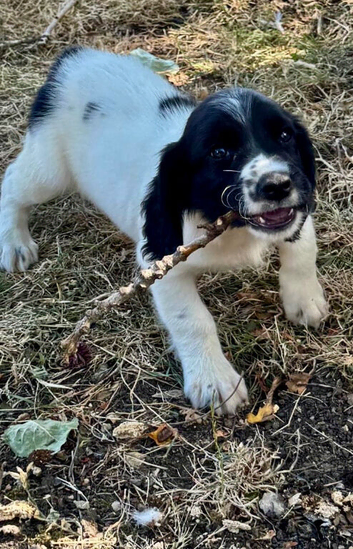 K C English sprinter we  have 1 male left