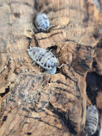 Diary Cow Isopods