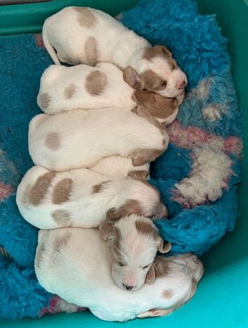 Cocker spaniel puppies