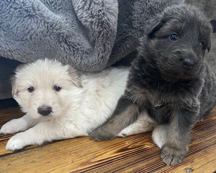 KC Health tested parents, long coat puppies available June
