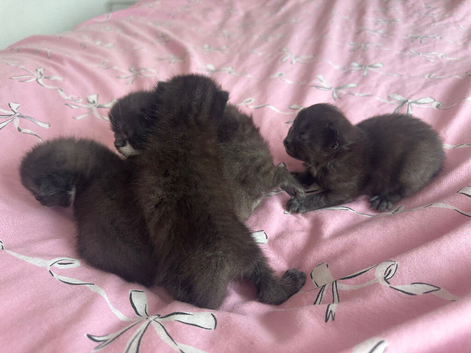 Black and white kittens