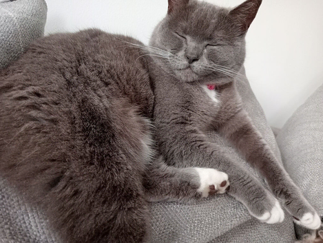 Beautiful Russian blue girl