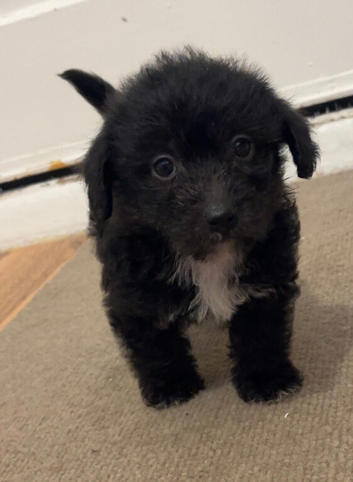 Beautiful Toy Jackapoo Puppies