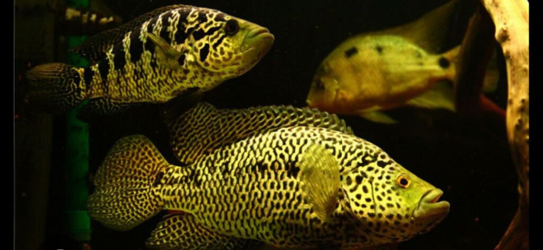 Jaguar fish