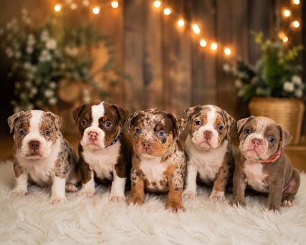 Micro bully