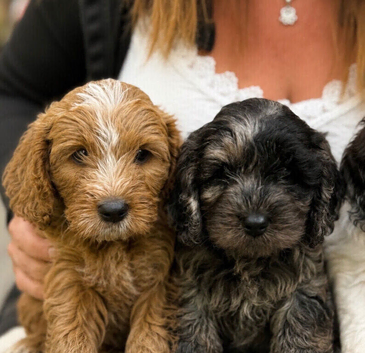 Cavapoo puppies