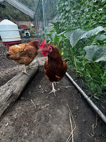 2 Colombian black tail hens
