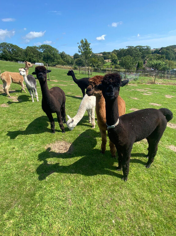 Two stud alpaca for loan