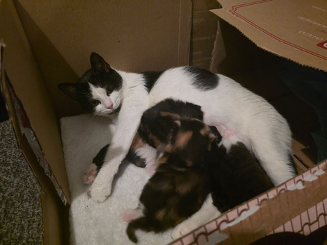RESERVE NOW - 3 Adorable Kittens