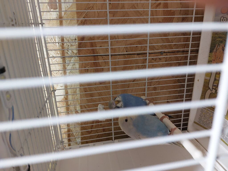 Four baby budgies