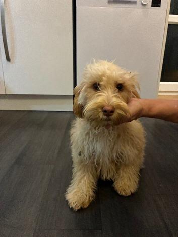 Stunning cockapoo