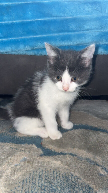Grey and white kitten