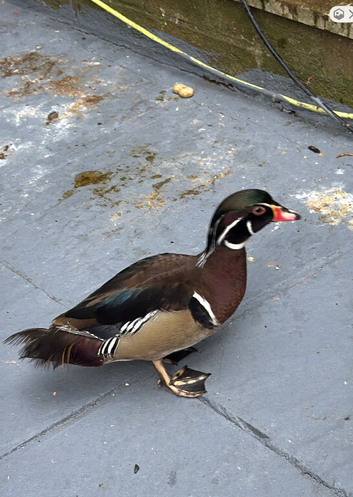 Wood duck