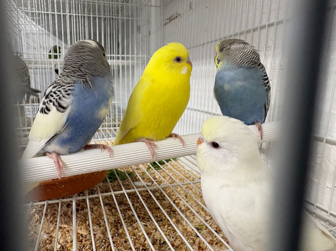 Budgies