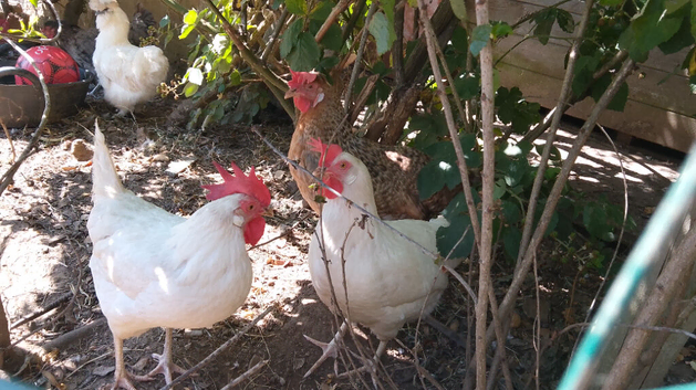 Six laying hens for sale , blue olive white brown egg layers