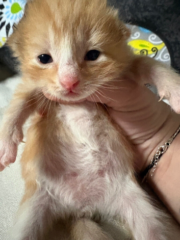 Beautiful kittens