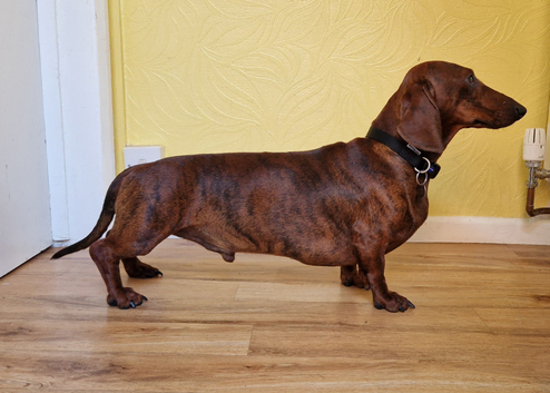 Kc registered brindle standard dachsund for stud